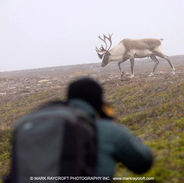 WC7067_Woodland_Caribou_Mark_Raycroft Medium.jpeg
