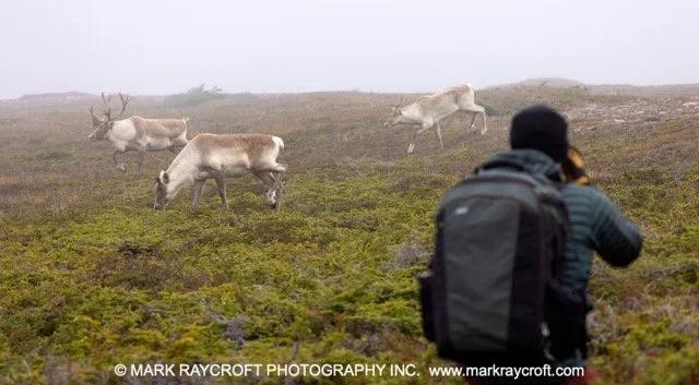 WC7068_Woodland_Caribou_Mark_Raycroft Medium.jpeg