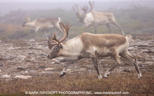 WC7070_Woodland_Caribou_Mark_Raycroft Medium.jpeg