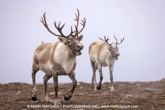 WC7076_Woodland_Caribou_Mark_Raycroft Medium.jpeg
