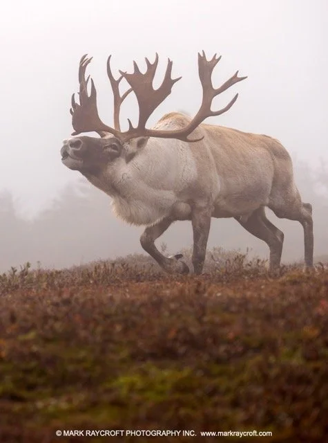 WC7098_Woodland_Caribou_Mark_Raycroft Medium.jpeg