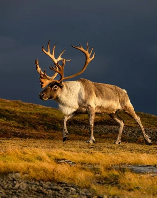 WC9006_Caribou_Woodland_Mark_Raycroft Medium.jpeg