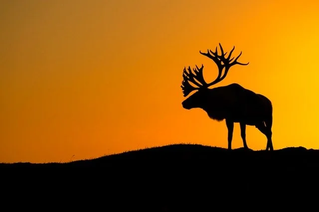 WC9020_Caribou_Woodland_Mark_Raycroft Medium.jpeg