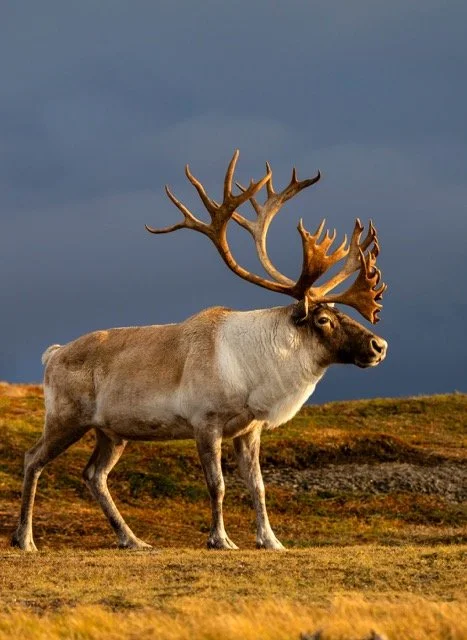 WC90032_Caribou_Woodland_Mark_Raycroft Medium.jpeg