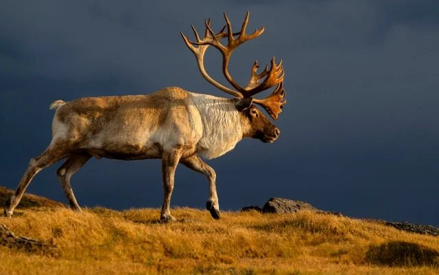 WC90081_Caribou_Woodland_Mark_Raycroft Medium.jpeg