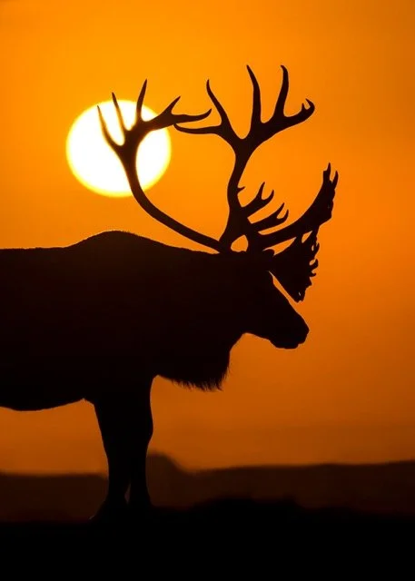 WC90092_Caribou_Woodland_Mark_Raycroft Medium.jpeg
