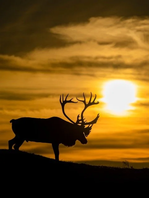 WC90382_Caribou_Woodland_Mark_Raycroft Medium.jpeg