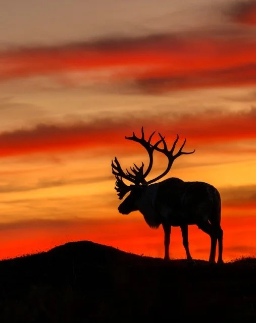 WC90492_Caribou_Woodland_Mark_Raycroft Medium.jpeg