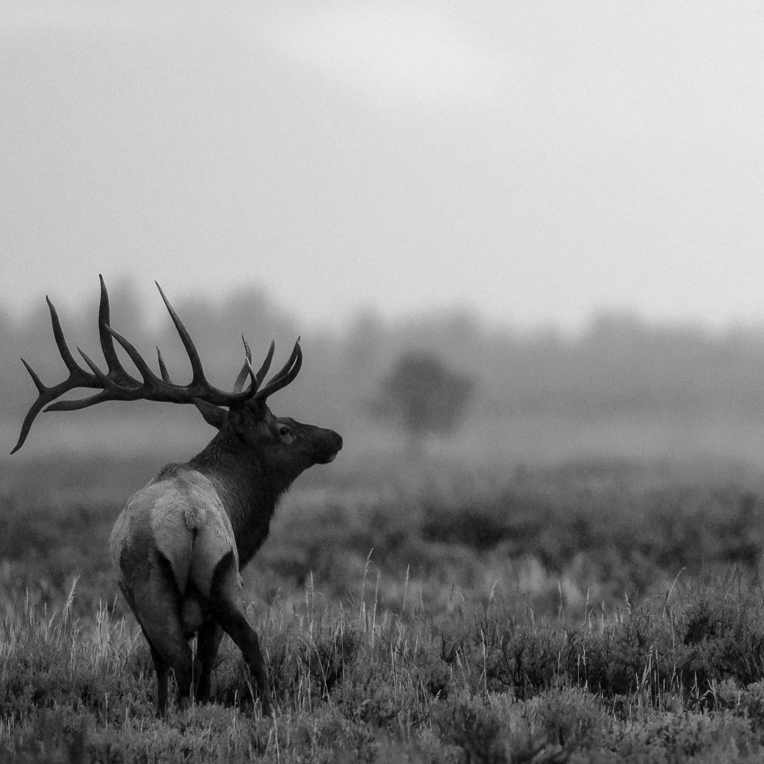 Beyond the Wild