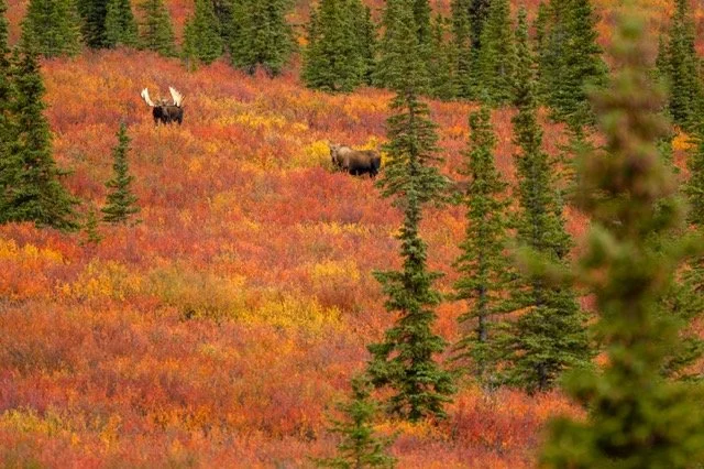 AA26592_Moose_Mark_Raycroft Medium.jpeg