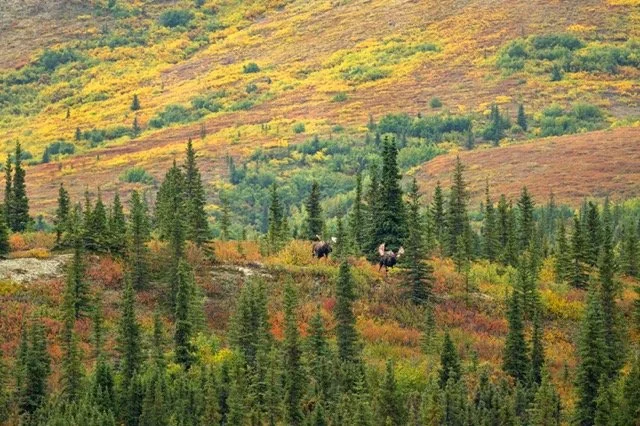 AA26524_Moose_Mark_Raycroft Medium.jpeg