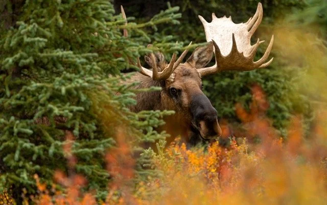 AA265711_Moose_Mark_Raycroft Medium.jpeg