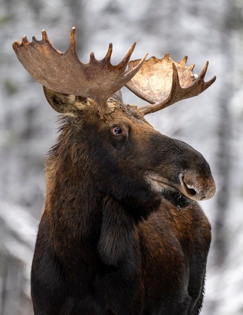 AA270362_Moose_Mark_Raycroft Medium.jpeg