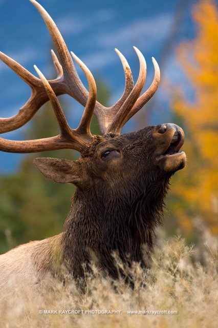 CC6729_ELK_Mark_Raycroft Medium.jpeg