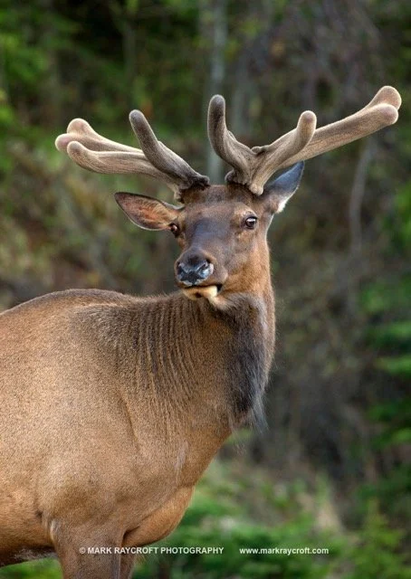 CC8853_ELK_Mark_Raycroft Medium.jpeg