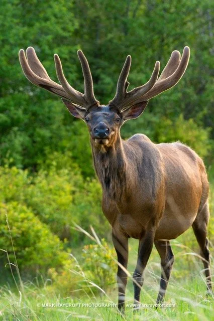 CC8860_ELK_Mark_Raycroft Medium.jpeg