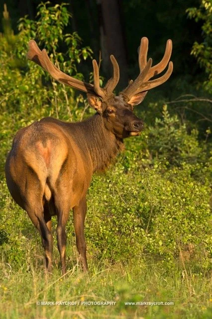 CC8866_ELK_Mark_Raycroft Medium.jpeg