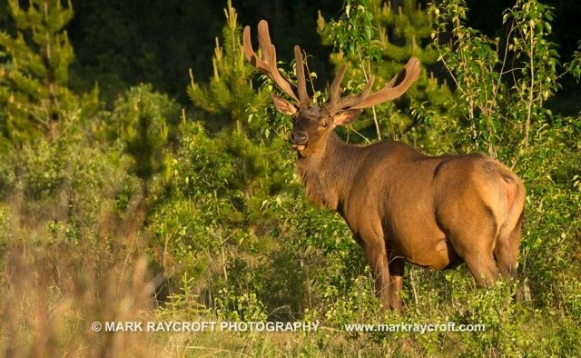 CC8869_ELK_Mark_Raycroft Medium.jpeg