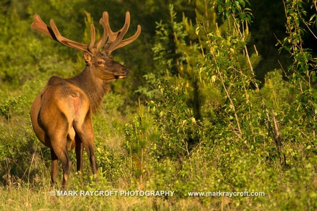 CC8873_ELK_Mark_Raycroft Medium.jpeg