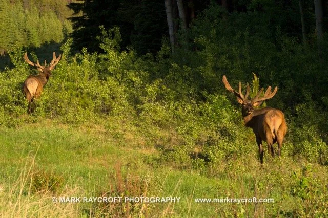 CC8876_ELK_Mark_Raycroft Medium.jpeg