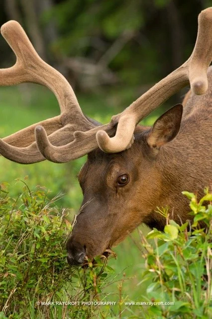 CC8894_ELK_Mark_Raycroft Medium.jpeg