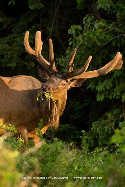 CC8906_ELK_Mark_Raycroft Medium.jpeg