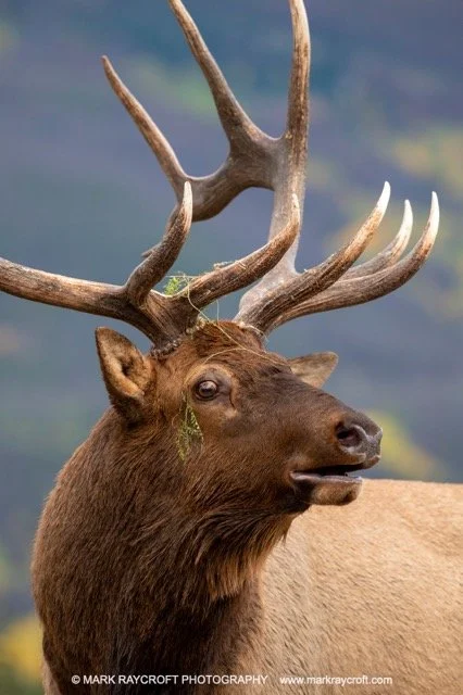 CC12040_ELK_Mark_Raycroft Medium.jpeg