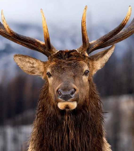 CC203092_ELK_Mark_Raycroft Medium.jpeg