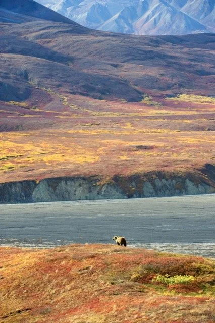 GB2211_Grizzly_Bear_Mark_Raycroft Medium.jpeg