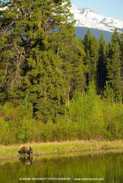 GB2905_Grizzly_Bear_Mark_Raycroft Medium.jpeg