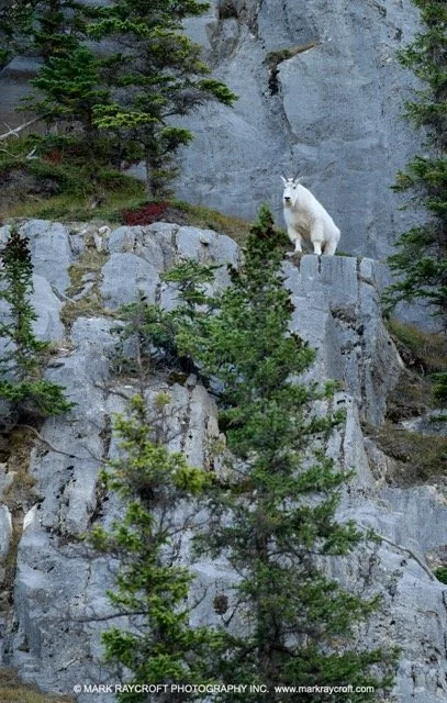 MG304_Mountain_Goat_Mark_Raycroft Medium.jpeg