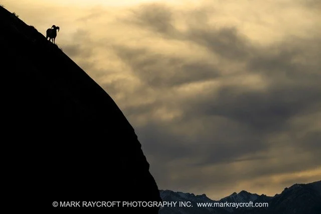 OC2553_Bighorn_Sheep_Mark_Raycroft Medium.jpeg