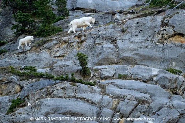 MG309_Mountain_Goat_Mark_Raycroft Medium.jpeg