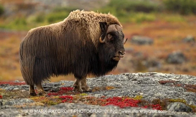 OM0391_Musk_Ox_Mark_Raycroft Medium.jpeg