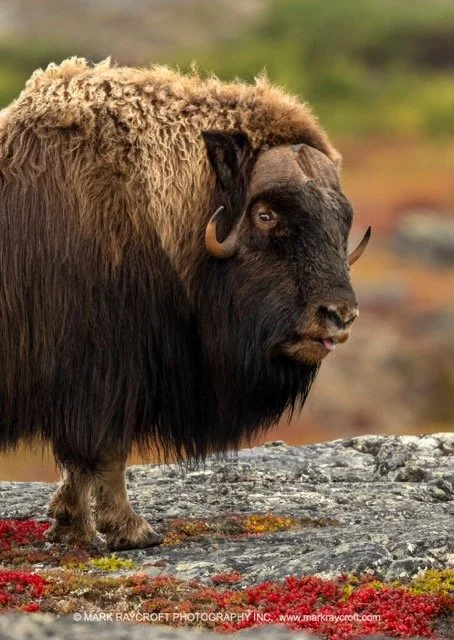 OM0393_Musk_Ox_Mark_Raycroft Medium.jpeg