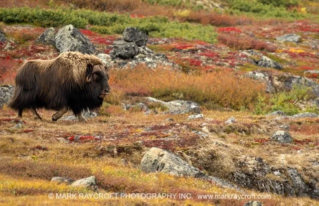 OM0418_Musk_Ox_Mark_Raycroft Medium.jpeg