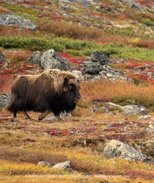 OM0419_Musk_Ox_Mark_Raycroft Medium.jpeg