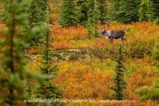 RT6429_Caribou_Mark_Raycroft Medium.jpeg