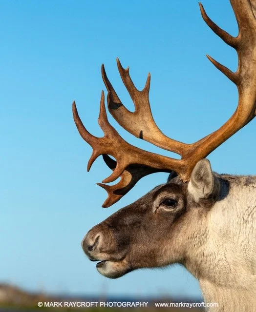 WC5037_Woodland_Caribou_Mark_Raycroft Medium.jpeg