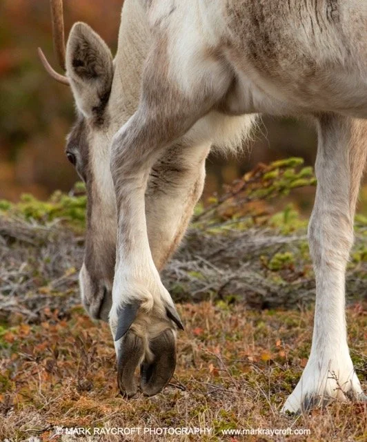 WC5159_Woodland_Caribou_Mark_Raycroft Medium.jpeg