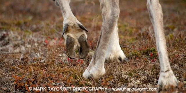 WC5161_Woodland_Caribou_Mark_Raycroft Medium.jpeg