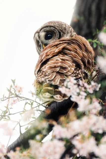 230325-barred owl-nrb-1148.jpg-2026-5-31 22.51.35 Medium.jpeg