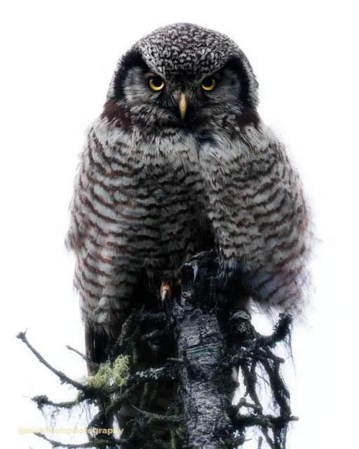 240714-NORTHERN HAWK OWL-NB-2563.jpg-2026-5-31 23.12.9 Medium.jpeg