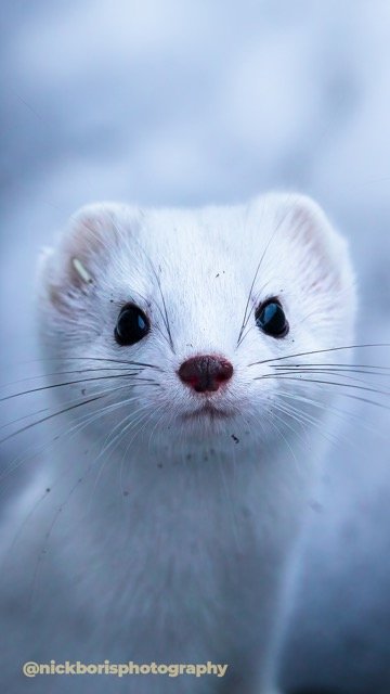 241208-ERMINE-4132.jpg-2026-5-31 23.12.9 Medium.jpeg