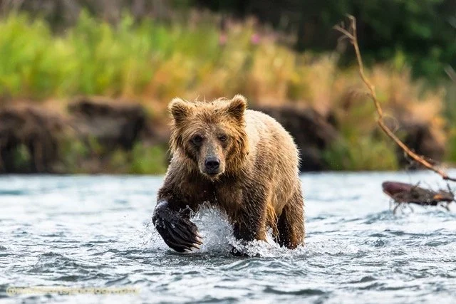 250714-COASTAL BROWN BEAR-NRB.jpg-2026-5-31 23.12.9 Medium.jpeg