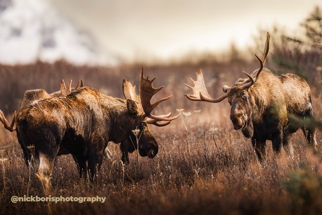 251020-MOOSE RUT-2246.jpg-2026-5-31 22.21.43 Medium.jpeg