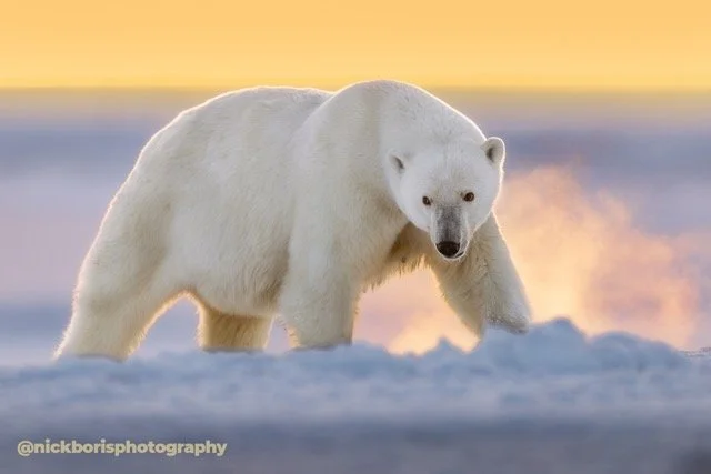 252910-POLAR BEARS-1588.jpg-2026-5-31 23.12.9 Medium.jpeg