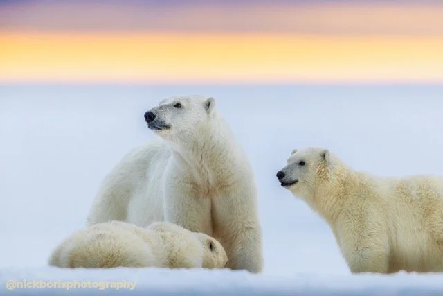 252910-POLAR BEARS-3584.jpg-2026-5-31 23.12.9 Medium.jpeg
