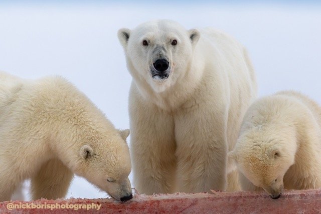 252910-POLAR BEARS-3836.jpg-2026-5-31 23.12.9 Medium.jpeg
