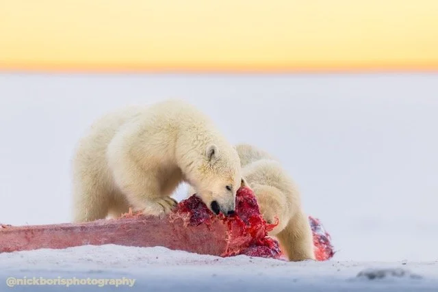 252910-POLAR BEARS-4982.jpg-2026-5-31 23.12.9 Medium.jpeg